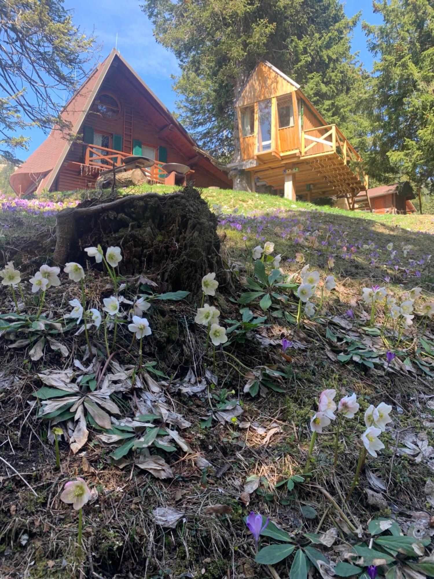 戈雷尼斯卡地区采尔克列Tree House Alpinka Krvavec别墅 外观 照片